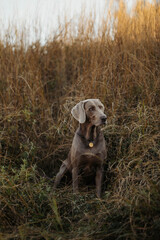 grey dog portrait weimaraner