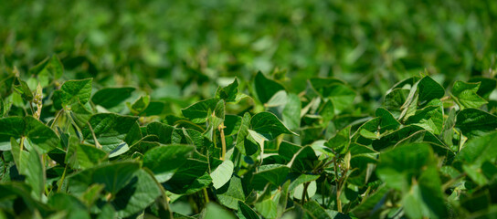 Soybeans growing green plantation. Close up