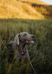 happy grey dog walks in grass field weimaraner