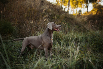 grey dog in the grass weimaraner