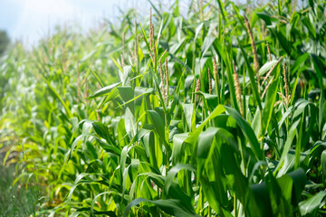 Obraz premium Maize corn cobs growing on a field.