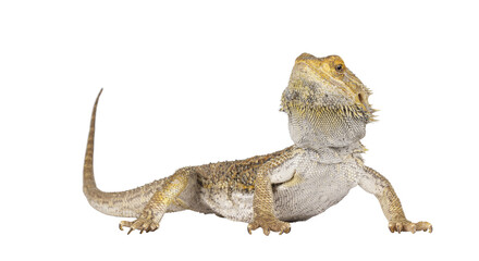 Yellow Bearded Dragon standing side ways. Looking towards camera. Isolated cutout on a transparent background.