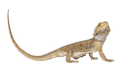 Yellow Bearded Dragon standing side ways. Looking towards camera. Isolated cutout on a transparent background.