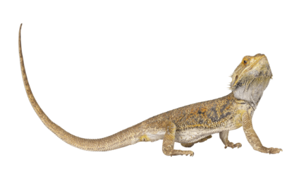 Yellow Bearded Dragon standing side ways. Looking towards camera. Isolated cutout on a transparent background.