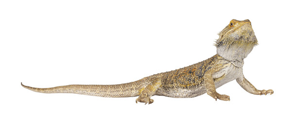 Fototapeta premium Yellow Bearded Dragon standing side ways. Looking towards camera. Isolated cutout on a transparent background.