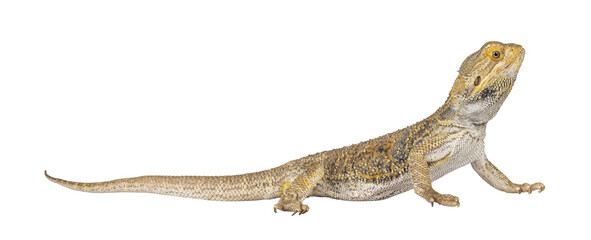 Yellow Bearded Dragon standing side ways. Looking side ways away from camera. Isolated cutout on a transparent background.