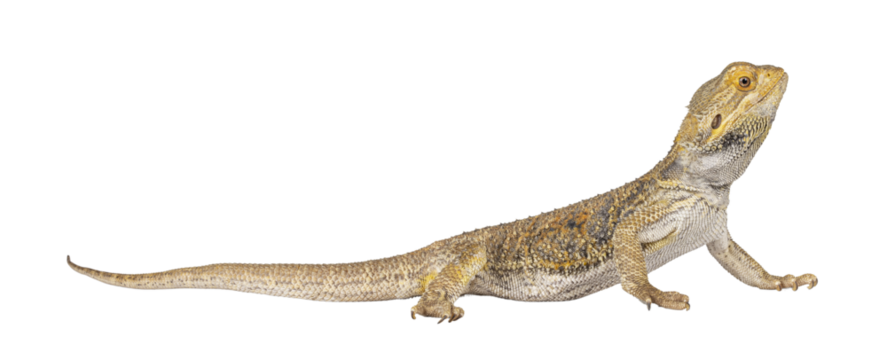 Yellow Bearded Dragon standing side ways. Looking side ways away from camera. Isolated cutout on a transparent background.