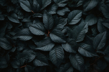 black leaves background texture