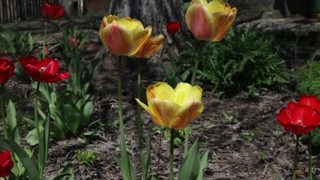 Close up yellow tulips on a sunny day at summer cottage or in park. Spring freshness concept of nature beauty