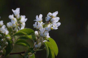 flowers of a tree
