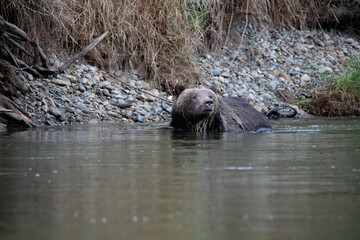 Grizzly in de rivier