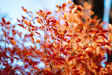赤い葉っぱの植物