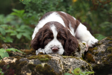 Cute little English Springer Spaniel puppy in nature