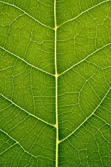 Obraz premium Translucent green leaf, macro, texture, background