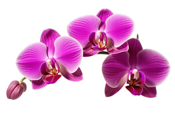 Branch of blooming orchid isolated on white background