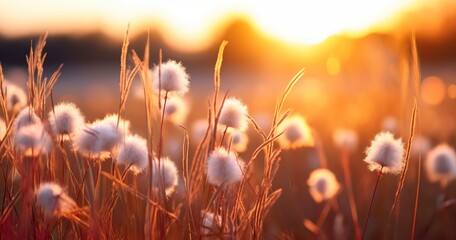 The Delightful Blossoms of Grass Bathed in the Radiant Glow of Sunset