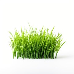 Obraz premium Isolated green grass on a white background