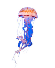 Isolated jellyfish in blue