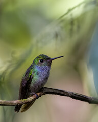 Blue-chested Hummingbird (Polyerata amabilis) perched on branch.