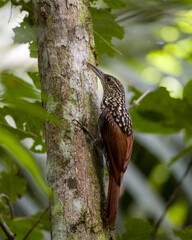 Black-striped Woodcreeper (Xiphorhynchus lachrymosus) feeding on a tree.