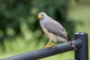 Roadside Hawk (Rupornis magnirostris) perched on a post.