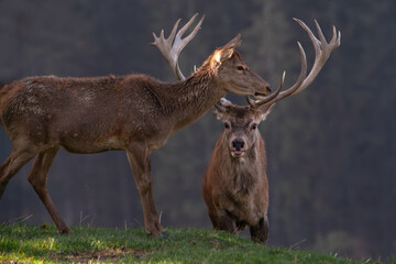 Hirsch mit Alttier (Hirschkuh)