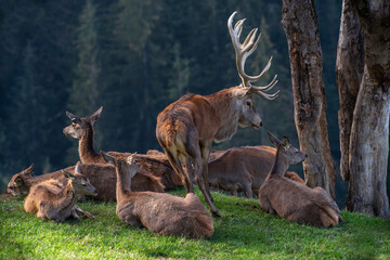 Brunfthirsch mit Kahlwildrudel