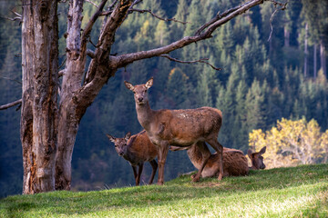 Kahlwild (Hirschkühe) am Waldrand