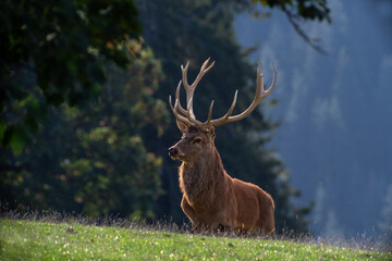Junger Hirsch bei der Brunft