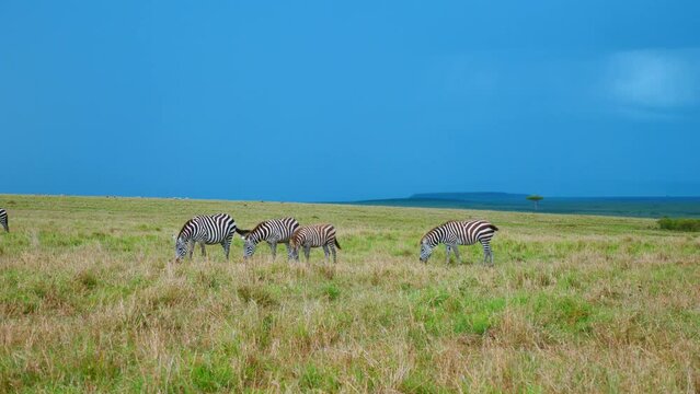 A herd of zebr in the grass of the savannah in kenya