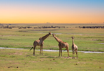 Group of Giraffes Looking - Chobe National Park, Botswana: Group of giraffes looking out peacefully on a green and yellow grass plain.