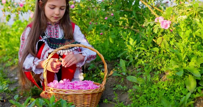 Bulgaria oil bearing rose damascena field and beautiful woman young bulgarian girl in ethnic folklore clothing picking roses in a basket early in the morning 4k Video
