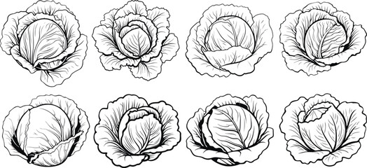 Cabbage set icon Vector illustration - obrazy, fototapety, plakaty