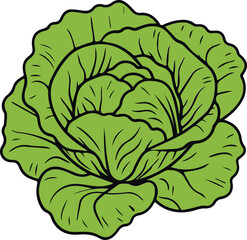 Obraz premium Cabbage Vector illustration