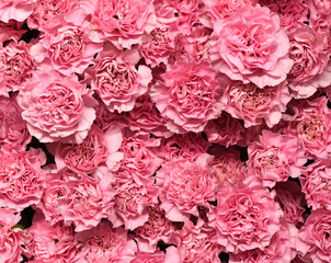 Flowers wall background with amazing pink arnations flowers, hand made pink carnation flower wall, flower background. Colorful flowers mix. Pattern of flowers. pink carnations bouquet.