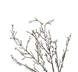 Fototapeta na wymiar christmas decoration rowan branches on a white background