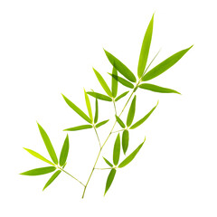 Bamboo leaves isolated on white background