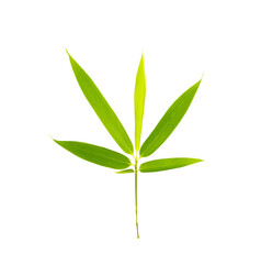 Bamboo leaves isolated on white background