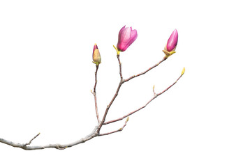 pink magnolia flower spring branch isolated on white background