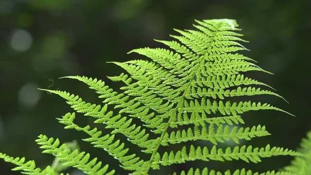 Fern leaf waving in the gentle wind