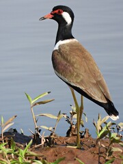 Red-wattled lapwing, Find prey, which are insects and other small animals, on the ground.