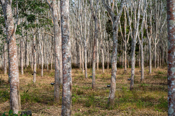 Rubber trees in rubber plantations farmers.