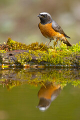 Pleszka (Phoenicurus phoenicurus)  © Grzegorz