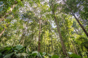 Bottom view of tree trunk to green leaves of big tree in tropical forest.