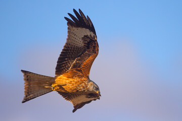 Kania ruda (Milvus milvus) © Grzegorz