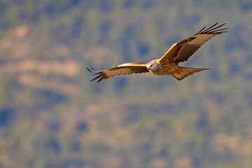 Kania ruda (Milvus milvus) © Grzegorz
