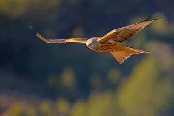 Kania ruda (Milvus milvus) © Grzegorz