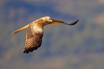 Kania ruda (Milvus milvus) © Grzegorz