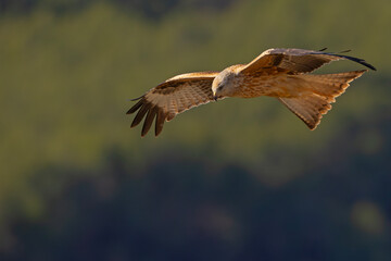 Kania ruda (Milvus milvus) © Grzegorz