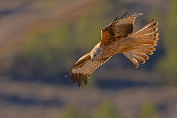 Kania ruda (Milvus milvus) © Grzegorz